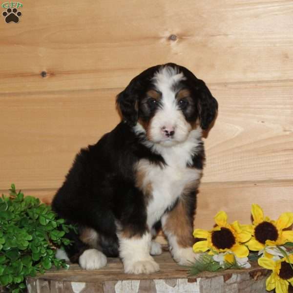 Cardinal – F1, Bernedoodle Puppy